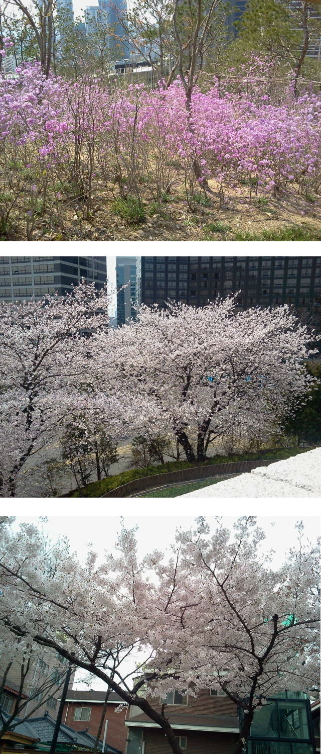 봄꽃20130418.jpg